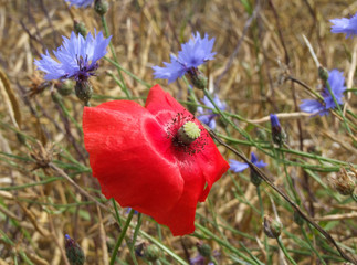 Mohn im Wind