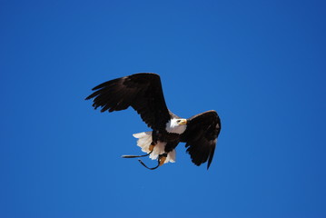 vol d aigle