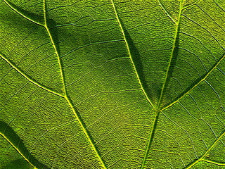 green leaf 4