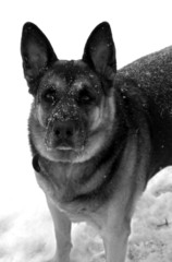 German Shepherd Portait