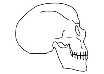 outlined skull