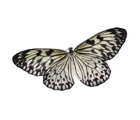 Obraz premium Isolated butterfly
