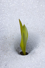 Avalanche lily is breaking through the snow