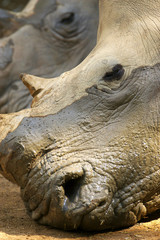Obraz premium White Rhinoceroses