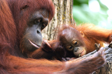 Orangutans © Kitch Bain