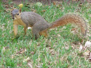 Squirrel