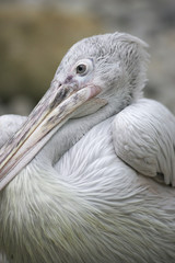 Pelicans