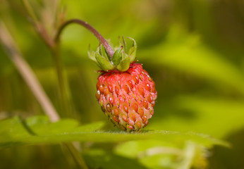 Wild strawberry close up in a wood