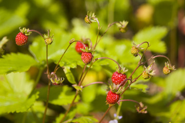 Wild strawberry in a wood in a sunny day