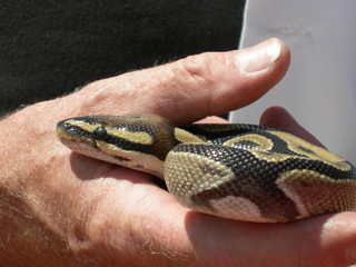 Snake in Hand
