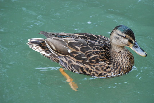 floteur