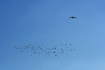 many flying pigeons on sky background