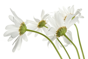 Fototapeta premium Daisy flowers