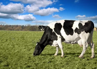Black and White Cow Landscape