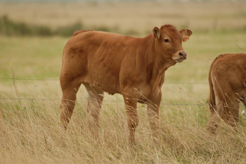 veau dans les marais vendéens