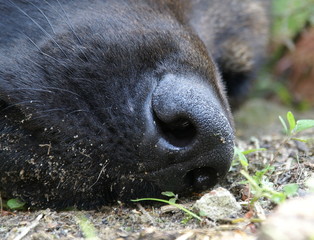 nose © Krzysztof Gebarowski
