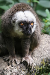portrait de maki roux