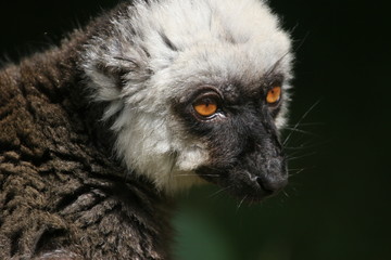 portrait de maki roux