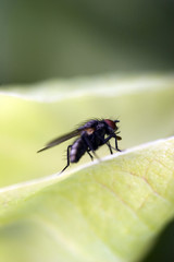 Die Fliege von der Seite