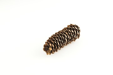pinecone