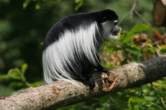 colobe guereza