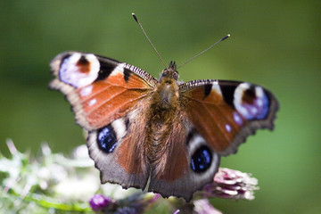 Pfauenauge © Dreadlock