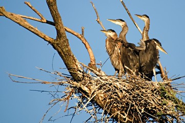 4 great blue heron chicks