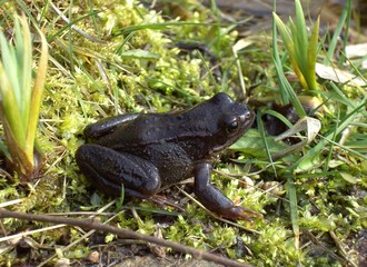 Frosch 2
