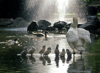 Cigno con cuccioli in un laghetto.