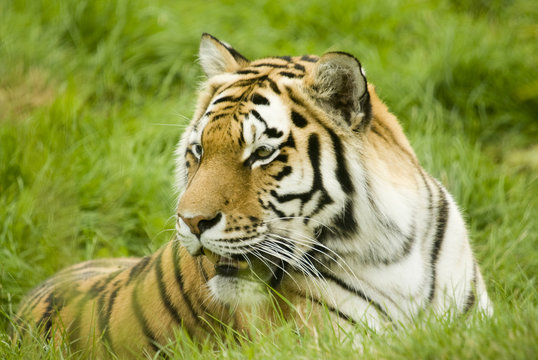 Amur Tiger (Panthera tigris altaica) 