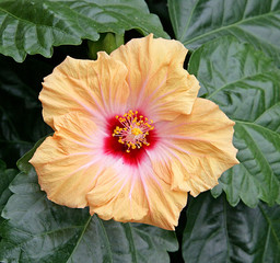 Hibiscus 1