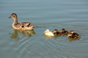 Germano reale con piccoli