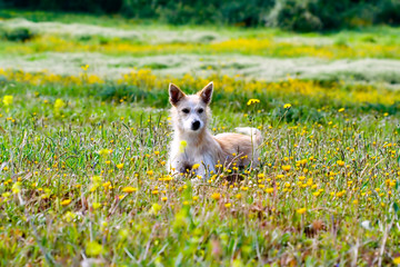 dog lying on yellow field