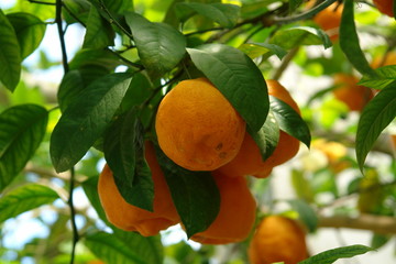 orange