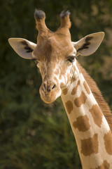 Head shot of Giraffe (giraffa camelopardalis reticulata)