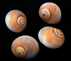 Poster Four Sea Shells © Paul Hampton
