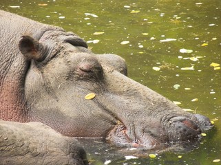 hippopotamus
