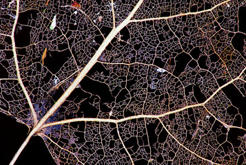 leaf skeleton on black background