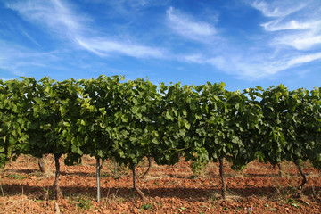 Fototapeta na wymiar rząd winorośli w Prowansji