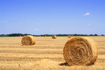Stubble field with rolls of gathered straw and a bright blue sky