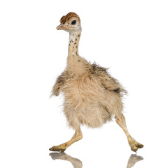 Ostrich Chick in front of a white background