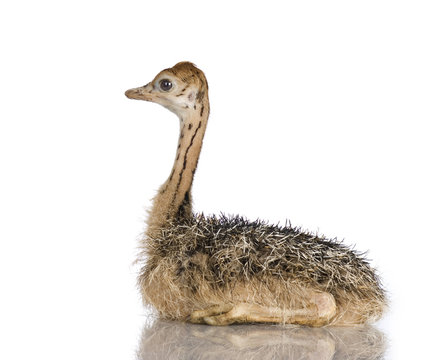 Ostrich Chick in front of a white background