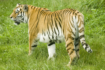 Fototapeta na wymiar Amur Tiger (Panthera tigris altaica) looking to left of frame