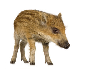 young wild boar in front of a white background
