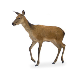 deer in front of a white background and looking at the camera