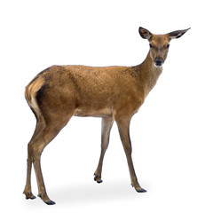 deer in front of a white background and looking at the camera