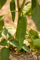 Hot pepper