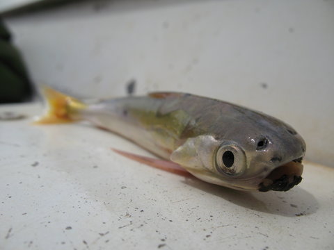 Candirú Fisch, Cetopsis cf coecutiens (Cetopsidae Familie)  Amazonas Gewässer, Brasilien