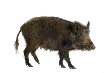 wild boar in front of a white background