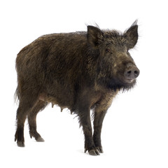 wild boar in front of a white background